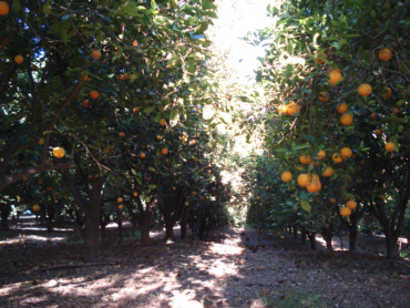 640+ healthy oragnic orange trees 