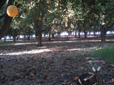 Irrigation system in place